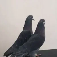 کفتر پررشی|پرنده|ایوان, |دیوار