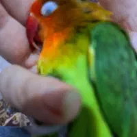 طوطی کوتوله سخنگو رام و دستی|پرنده|زابل, |دیوار