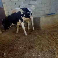 گاو آمریکایی فروشی|حیوانات مزرعه|هیدوچ, |دیوار