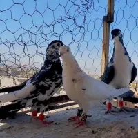 کفتر ساده افشون|پرنده|مشهد, شهید معقول|دیوار