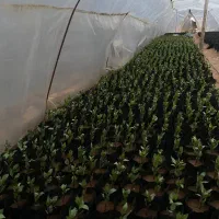 نهال پسته درجه 1
