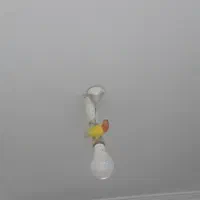 یک جفت طوطی