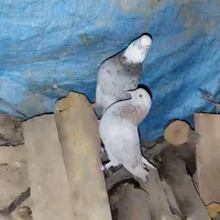 کبوتر شازده سرور زاغ آبادانی زرد سرخ