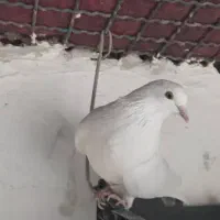 کبوتر فروشی|پرنده|سیرجان, |دیوار