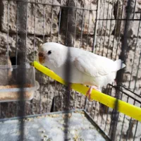 مرغ عشق البینو|پرنده|فردوس (خراسان), |دیوار