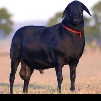 شیشک زنده در کیانمهر