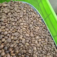 پخش دان قهوه ۳۰/۷۰ پایه روبوستا مستقیم از کارگاه