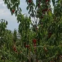 معاوضه با بیل مکانیکی.