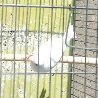 قناری|پرنده|مبارکه, |دیوار