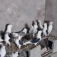 کبوتر پشت دار