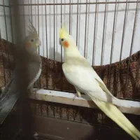 عروس هلندی لوتینو سالم و سرحال|پرنده|بوکان, |دیوار