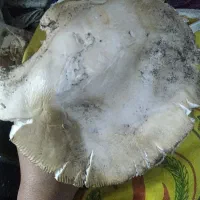 قارچ کوهی