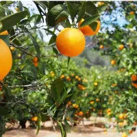 فروش زمین مسکونی