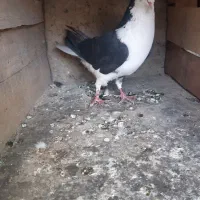 دمگیر|حیوانات|اصفهان, هفتون|دیوار