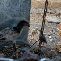 چهار عدد مرغ وخروس محلی زیبا وسرحال|حیوانات مزرعه|کرمانشاه, |دیوار