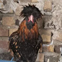 خروس و مرغ