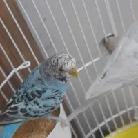 مرغ عشق ماده