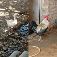 خروس و قاز