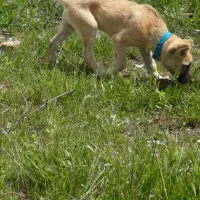 توله دورگه سرابی