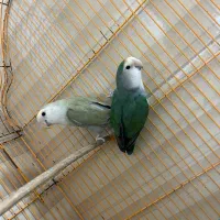 پرنده|پرنده|سیرجان, |دیوار