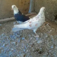 کبوتر|پرنده|سیرجان, |دیوار