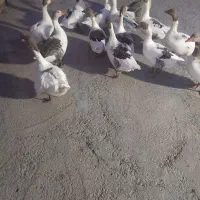 غاز|حیوانات مزرعه|فیروزآباد (لرستان), |دیوار