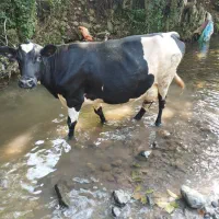 فروش یک راس گاو شیری