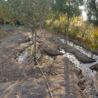 باغچه|فروش زمین و ملک کلنگی|فشاپویه, |دیوار