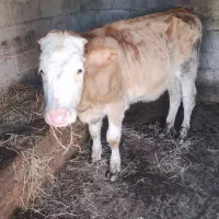 ریشه سیمینتال13ماهه|حیوانات مزرعه|شاندرمن, |دیوار