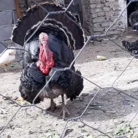 جوجه بوقلمون برنز آمریکایی