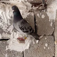 جوجه پلاکی درجه 1|پرنده|بوشهر, |دیوار