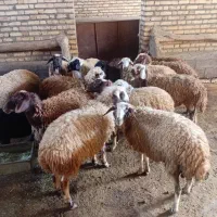 فروش 12عددبره نروماده