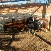 ۱۰ عدد بره شیر مست|حیوانات مزرعه|سیمین شهر, |دیوار