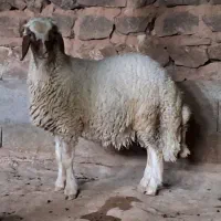 بره قوچ داشتی (کاور ورن)|حیوانات مزرعه|کرمانشاه, |دیوار