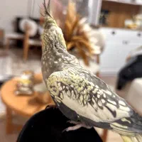 دو عدد عروس هلندی