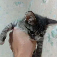 واگذاری گربه|گربه|شیراز, سرو|دیوار