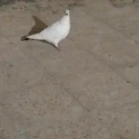 کفتر دم سیاه پرشی|پرنده|قرچک, میرزائی شمالی|دیوار