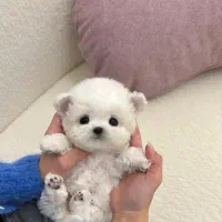 پودل مالتیز عروسکی سایز کوچک