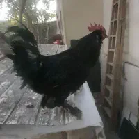 خروس پاپر گلین درجه ۱|حیوانات مزرعه|لواسان, |دیوار