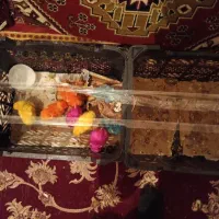 جوجه رنگی