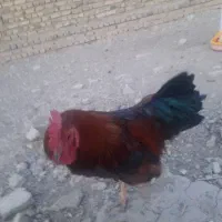 خروس جوان محلی|حیوانات مزرعه|بوئین زهرا, |دیوار