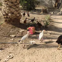 مرغ و خروس نسل دار