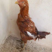 مرغ خروس لاری|حیوانات مزرعه|فامنین, |دیوار