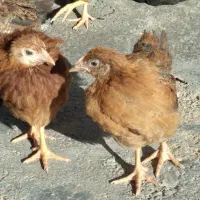 جوجه