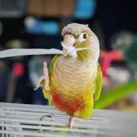 طوطی گرینچیک گمشده