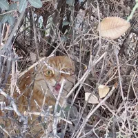 پیدا شده در بوستان غنچه|حیوانات|مشهد, چهارچشمه|دیوار