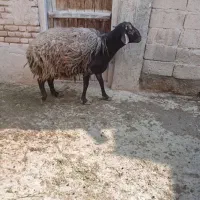 گوسفند نر گوشتی افشار