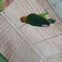 طوطی برزیلی یک جفت