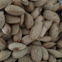 بادام شیرین پر مغز