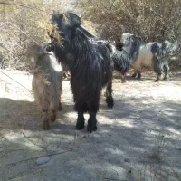 دوبر، بزغاله